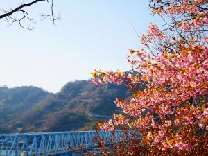 蒲刈大橋と河津桜