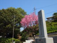 公園内に咲く桜