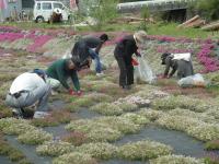 花の手入れを行う地域の人々