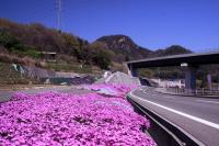 岩山（城山）とシバザクラ