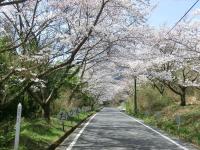 大積の桜並木