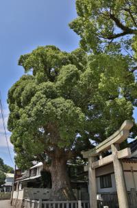 八岩華神社のクスノキ