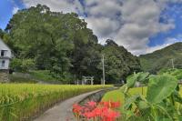 亀山八幡神社の社叢