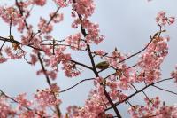 河津桜とメジロ