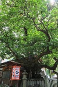 宇津神社のホルトノキ