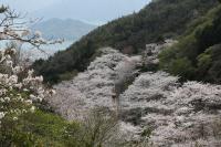 野呂山さざなみスカイライン