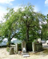 清盛松の跡に植えられた三春滝のしだれ桜