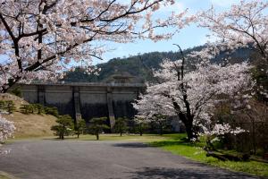 桜と堰堤