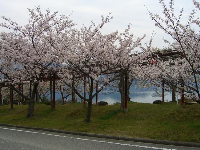 稚児公園の桜