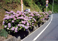 奨励賞受賞：愛のまち・花のまち（通称あじさい通り）