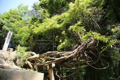 田中八幡神社のフジノキ