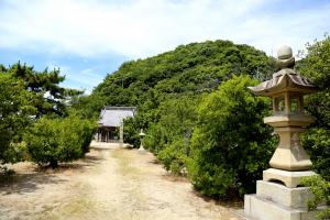 磯神社のウバメガシの群叢