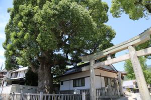 八岩華神社のクスノキ