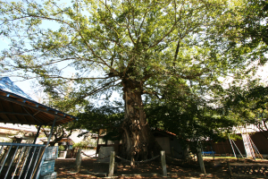 大岐神社のムク