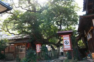 宇津神社のホルトノキ