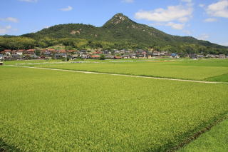 夏の田園