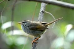 町の鳥　ウグイス