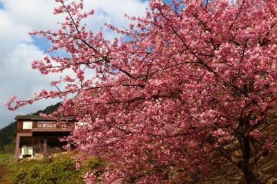 河津桜