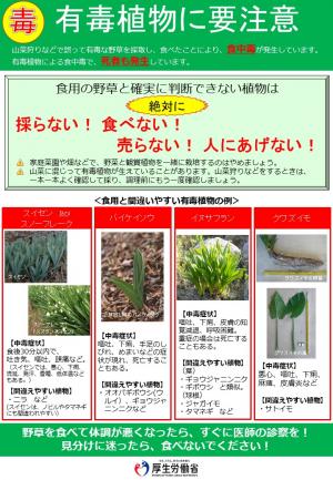 有毒植物に気をつけて！