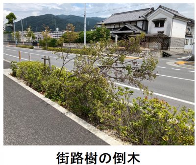 街路樹の倒木