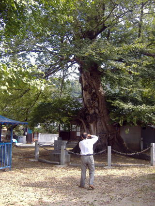 大岐神社のムクの木