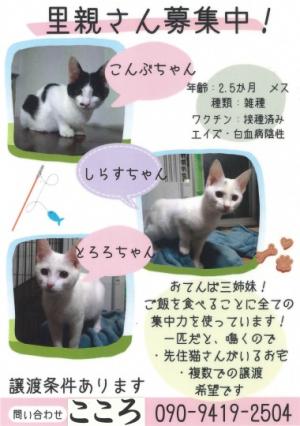 募集7