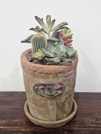 寄せ植え
