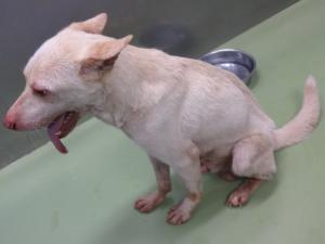 迷子犬体全体