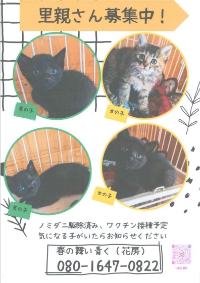猫募集