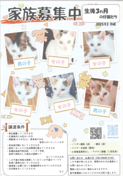 猫募集