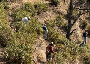 草刈り部隊とツタ刈り部隊