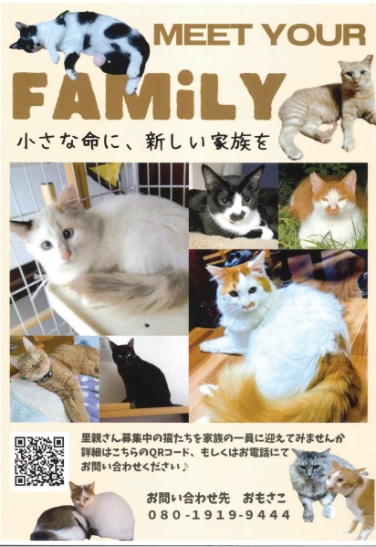 猫_里親募集