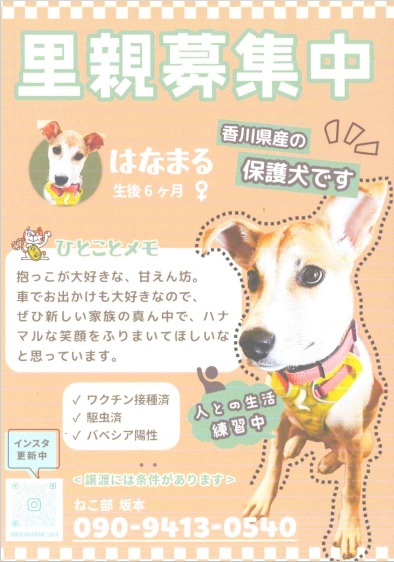 犬_里親募集_はなまる