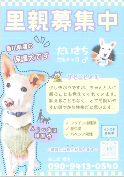 犬_里親募集_だいきち