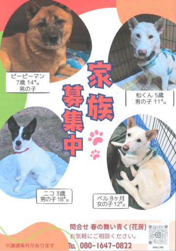 犬家族募集