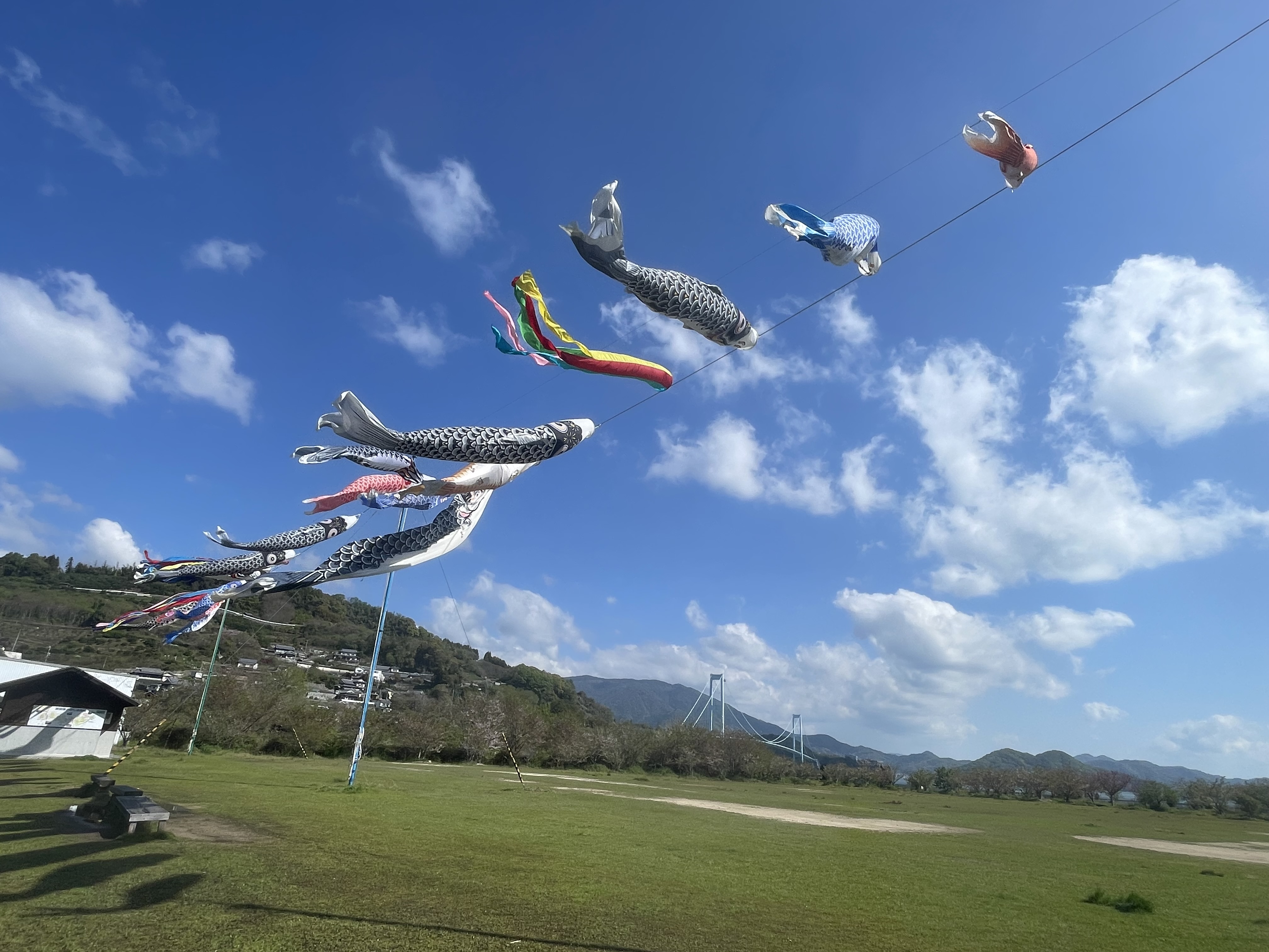 下蒲刈鯉のぼり２