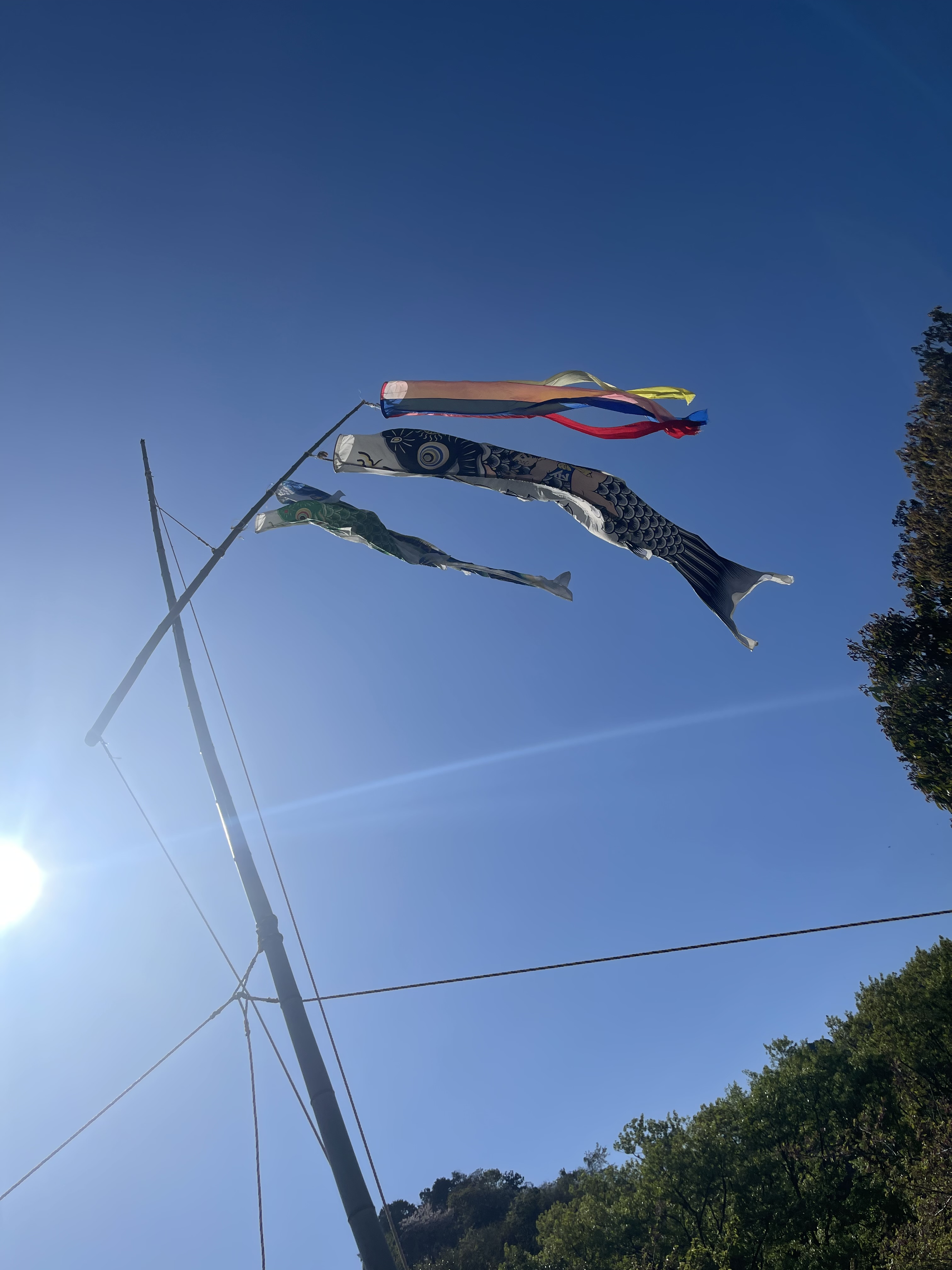 下蒲刈鯉のぼり３