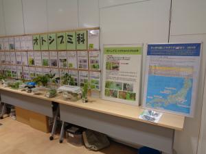 オトシブミの成体・揺籃の展示