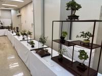 沢山の盆栽が展示されている様子