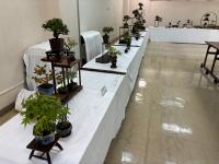 花台に様々な盆栽が展示されている様子