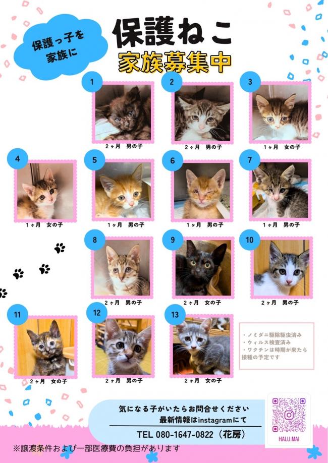 2026.6.24現在_花房猫