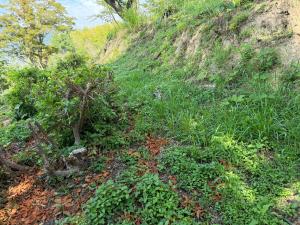 作業前の公園の様子