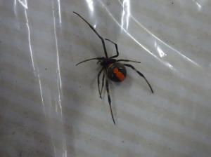 メスのセアカゴケグモ