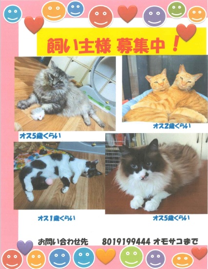 neko3