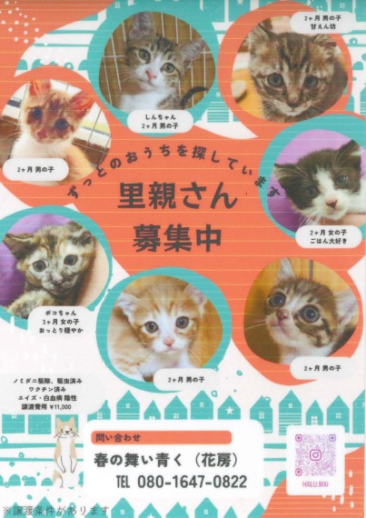 花房猫