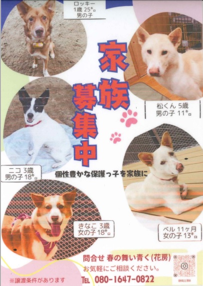 花房犬
