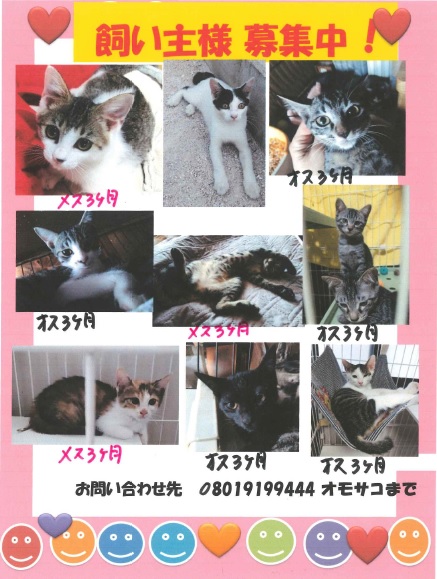 面迫猫2