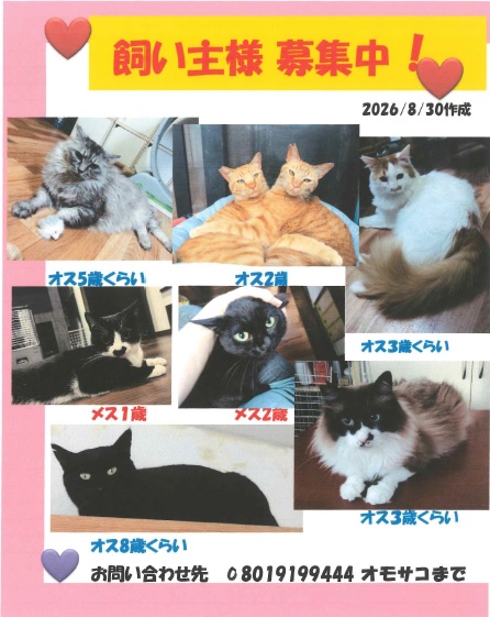 面迫猫1