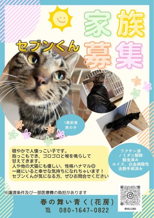 花房成猫