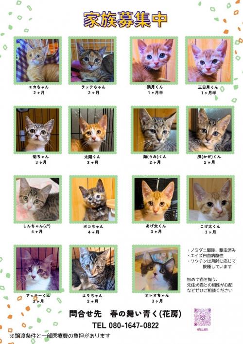花房子猫